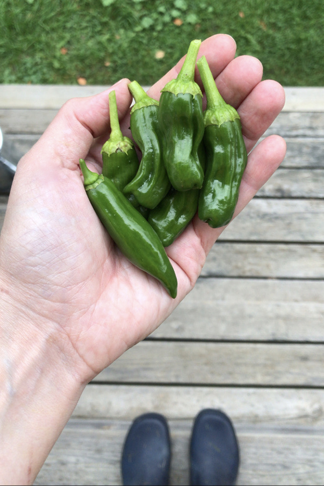 Home-grown chili